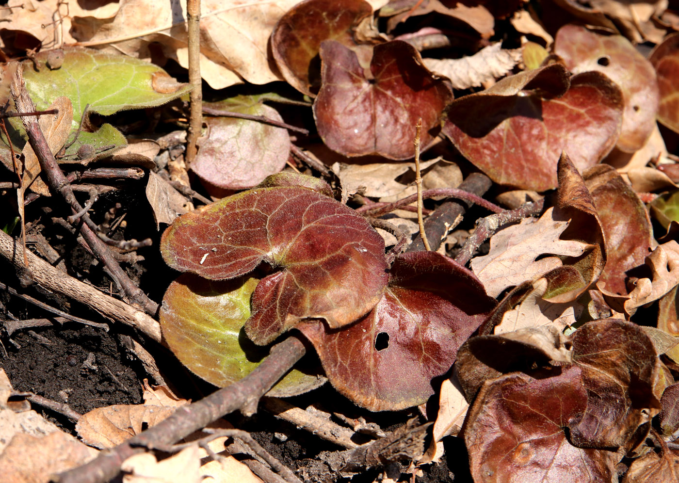 Изображение особи Asarum europaeum.