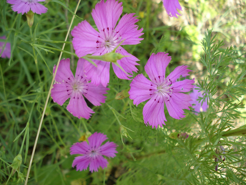 Изображение особи Dianthus pratensis.