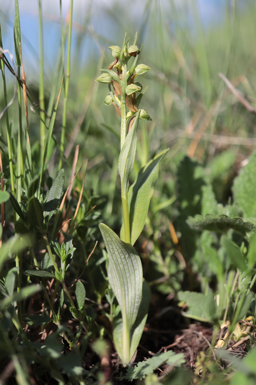 Изображение особи Dactylorhiza viridis.