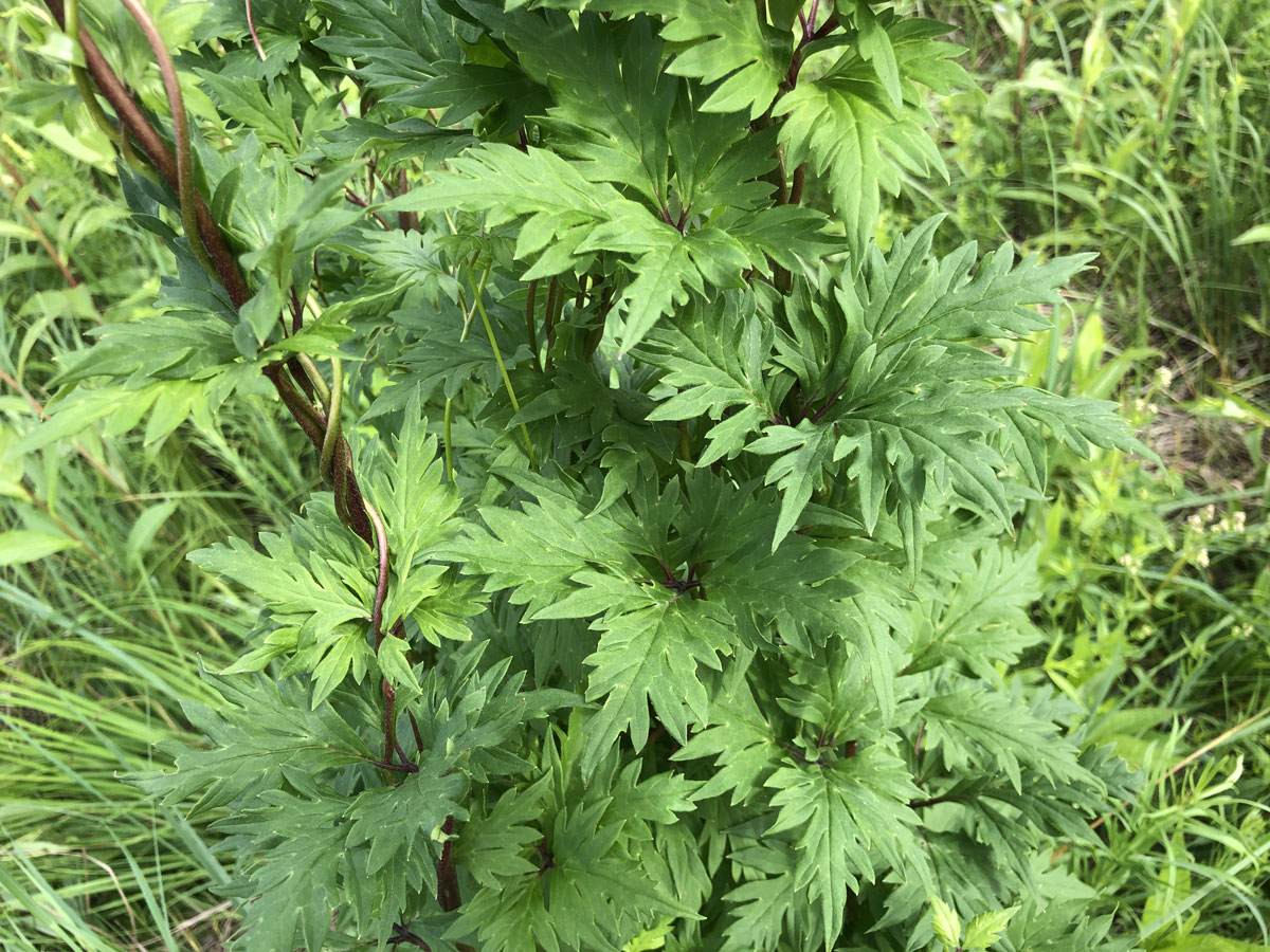 Изображение особи Aconitum sczukinii.