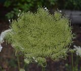 Daucus carota