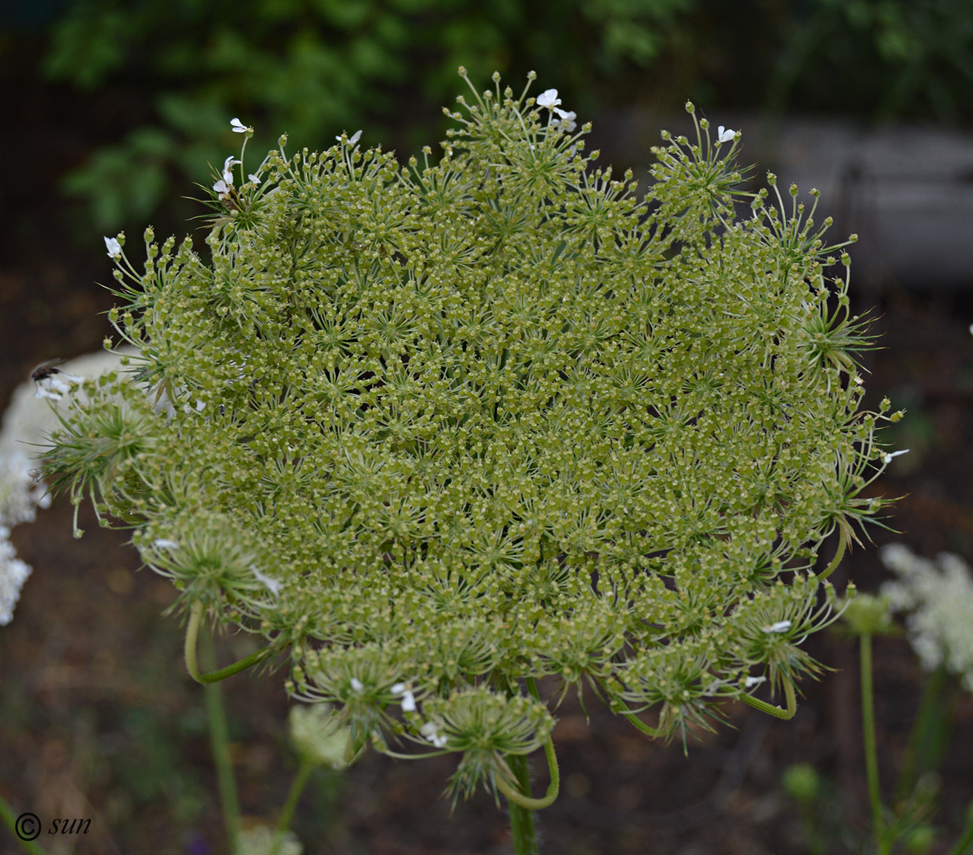 Изображение особи Daucus carota.