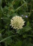 род Trifolium