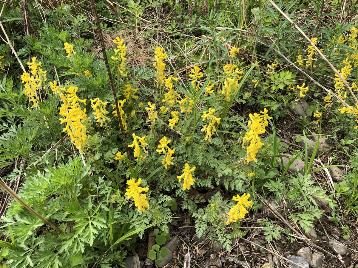 Изображение особи Corydalis speciosa.