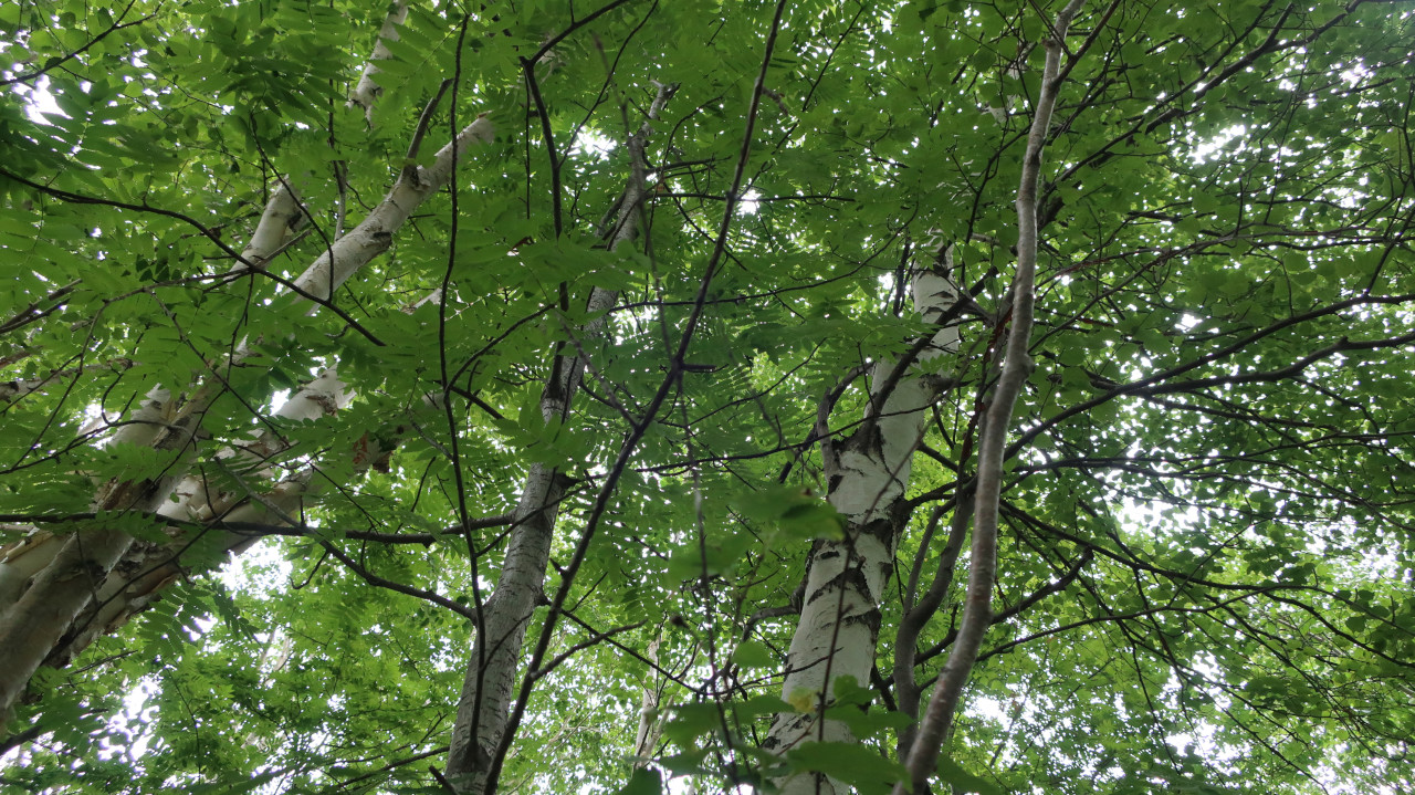 Image of Sorbus sibirica specimen.