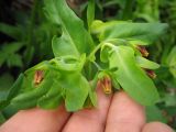 Cerinthe glabra подвид caucasica