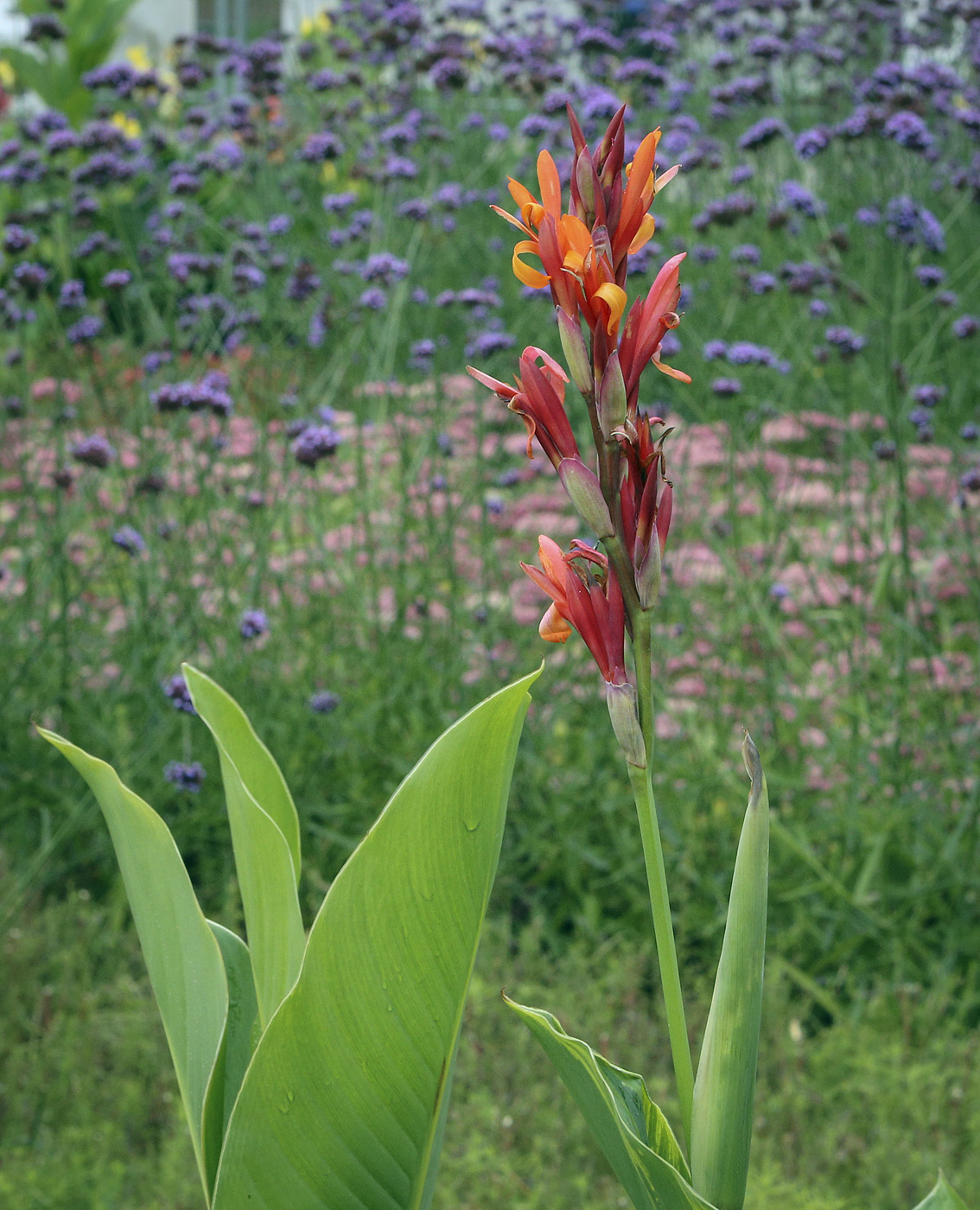 Image of Canna indica specimen.