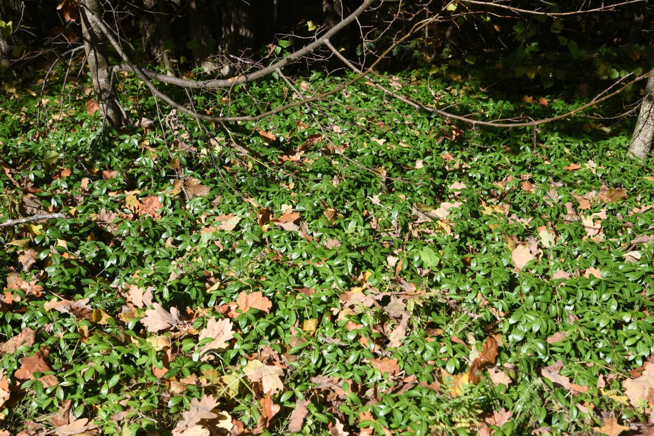 Изображение особи Vinca minor.