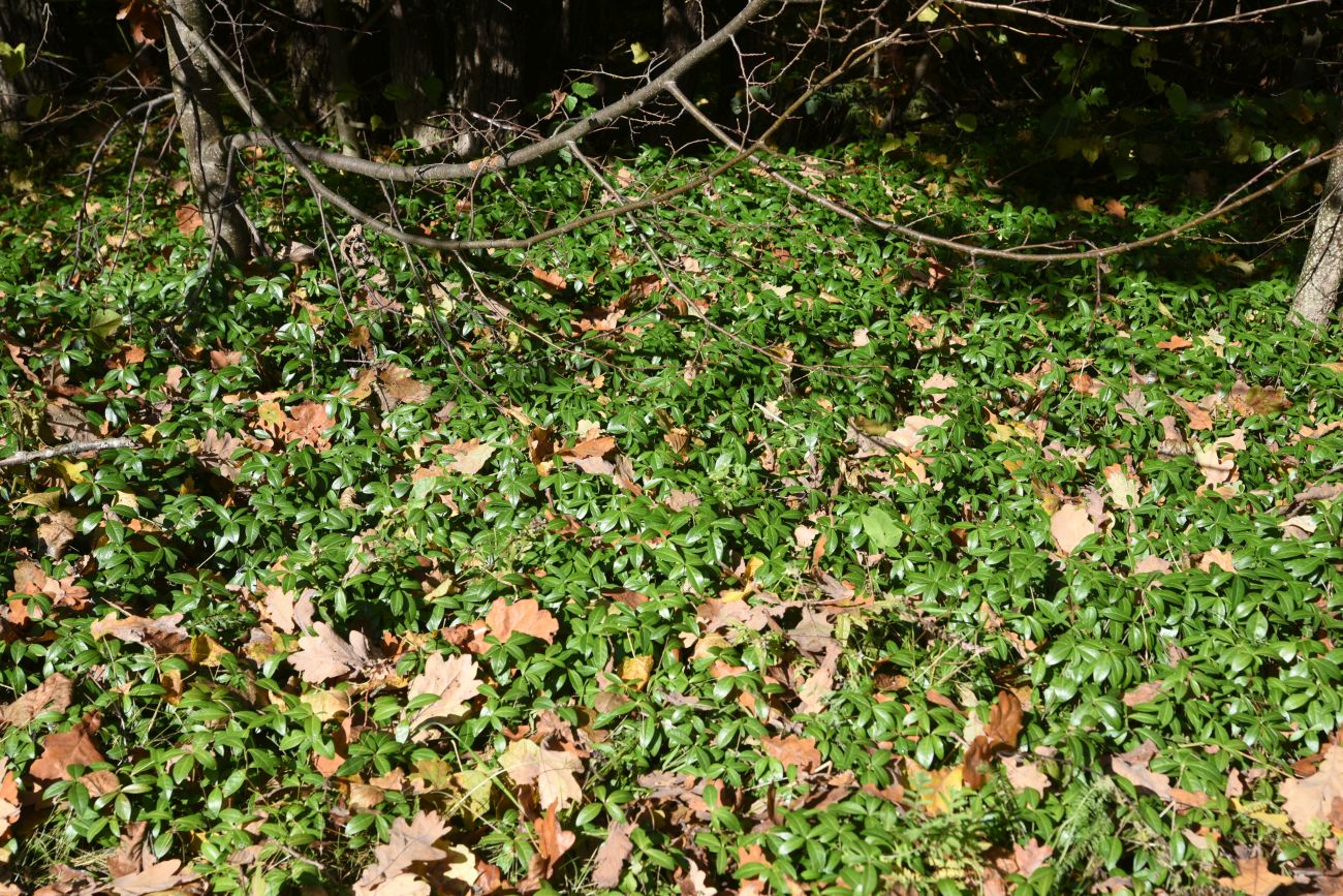 Image of Vinca minor specimen.