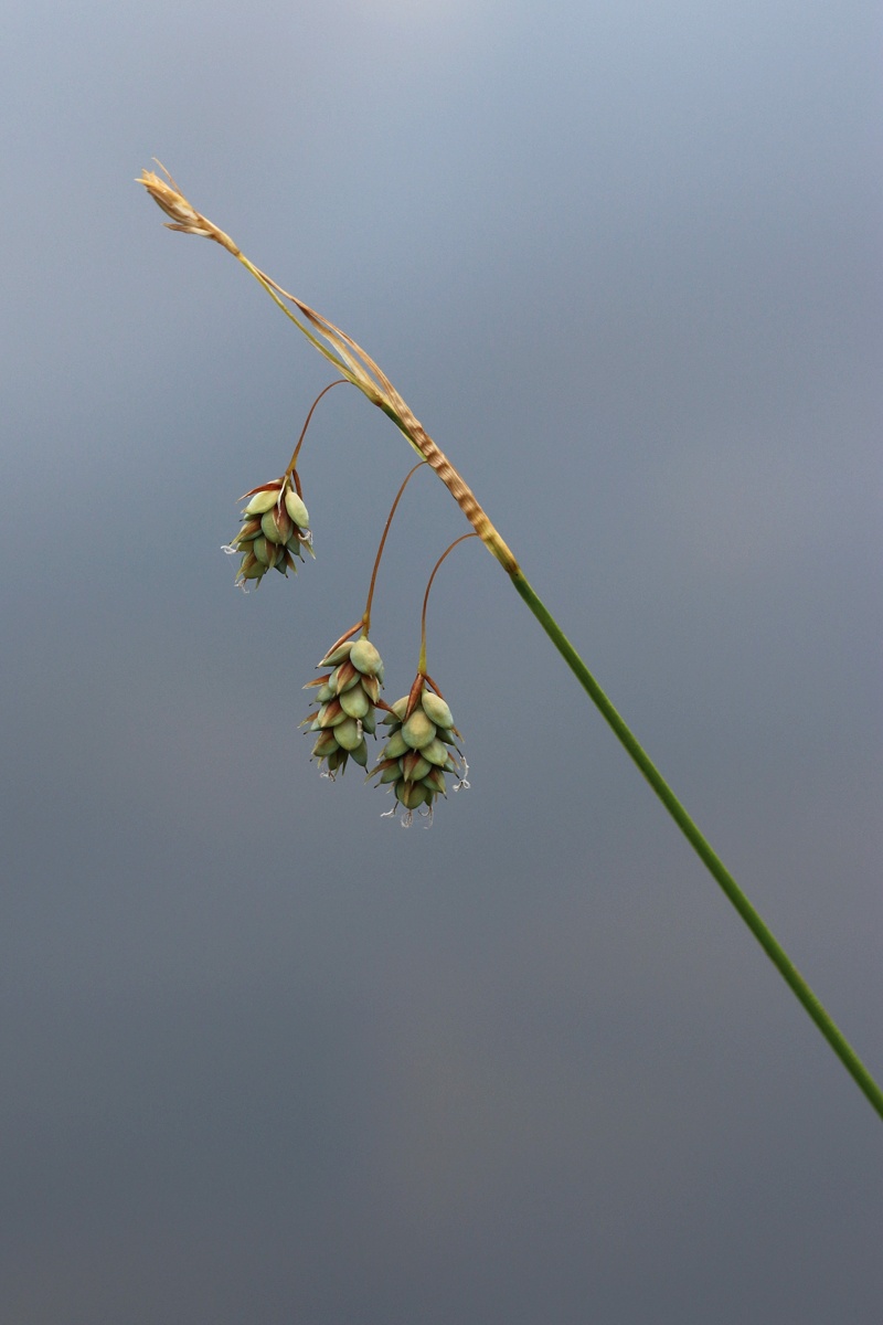 Изображение особи Carex paupercula.