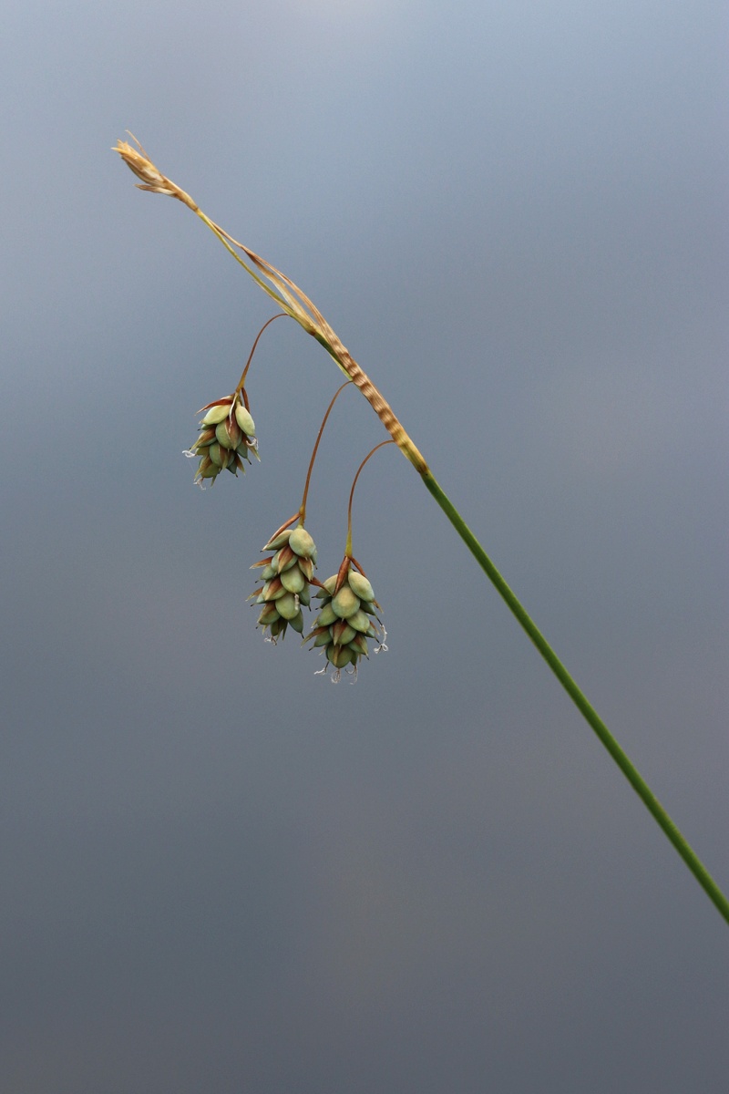 Image of Carex paupercula specimen.