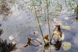 Alisma plantago-aquatica