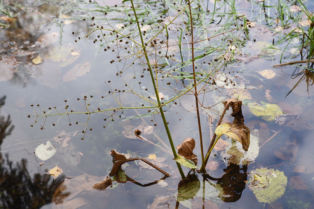 Image of Alisma plantago-aquatica specimen.