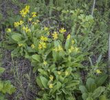Primula macrocalyx