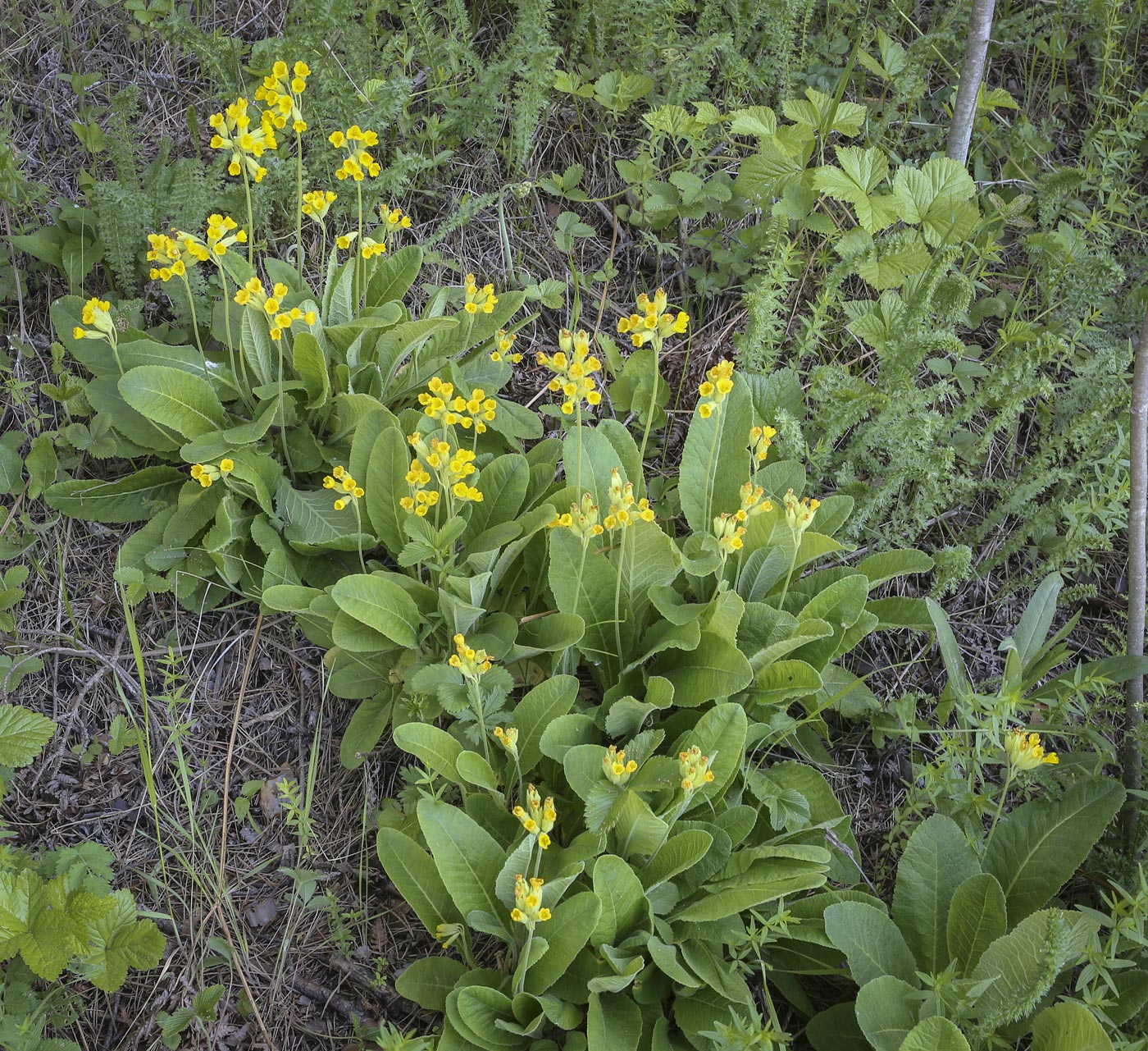 Изображение особи Primula macrocalyx.