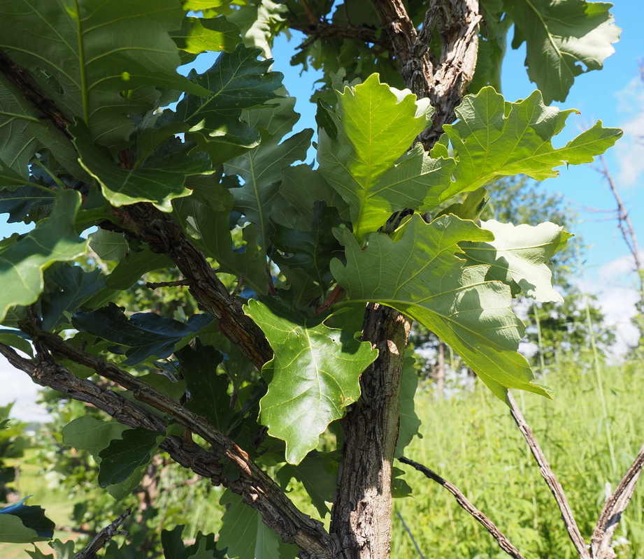 Image of Quercus macrocarpa specimen.