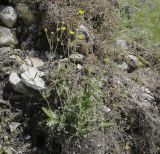 Potentilla kuznetzowii. Цветущее растение. Пермский край, Кунгурский р-н, правый берег р. Сылва, окр. ур. Камень Ермак, крутой щебнистый склон. 04.06.2022.