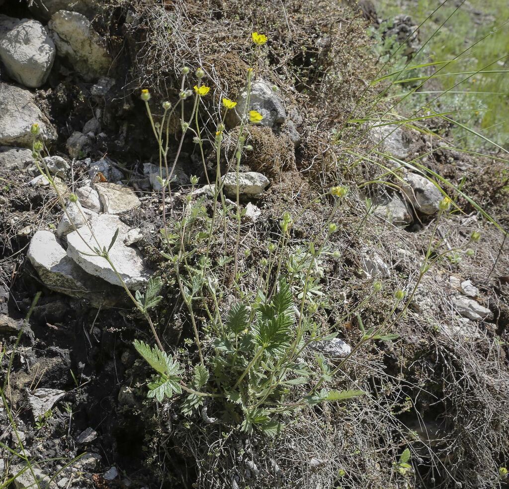 Изображение особи Potentilla kuznetzowii.