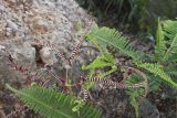 Dicranopteris linearis. Сухие, развитые и молодые вайи. Малайзия, штат Сабах, склон горы Трас-Мади, тропический дождевой лес. 23 февраля 2013 г.