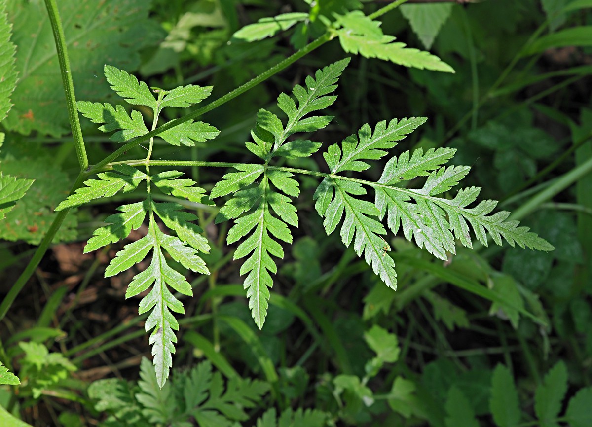 Image of Torilis japonica specimen.