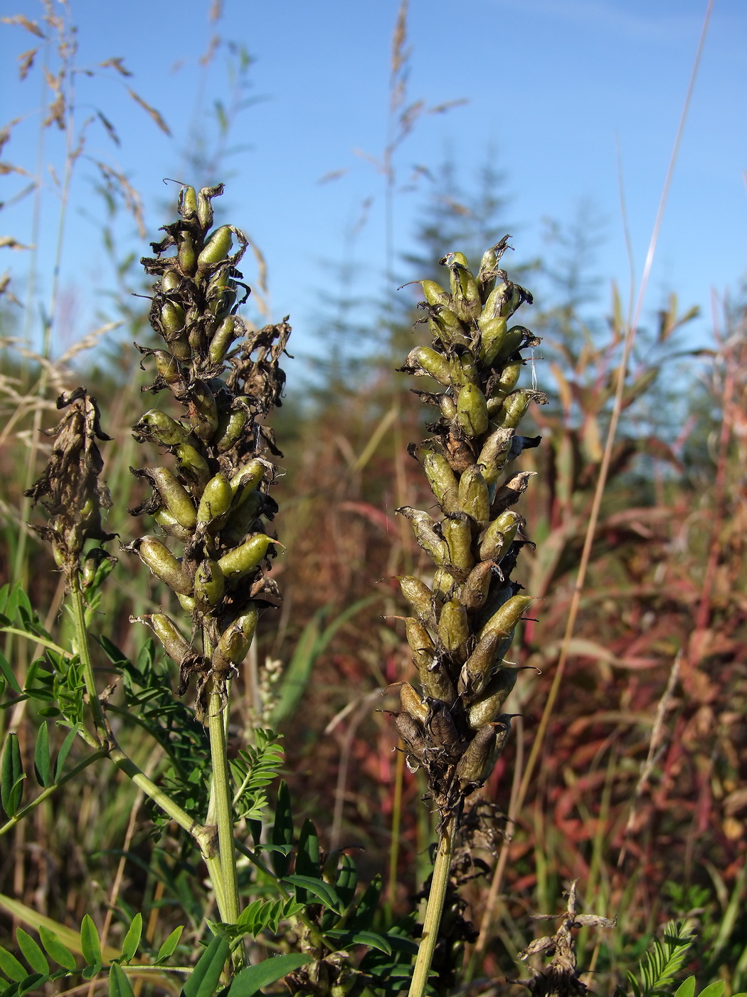 Image of Astragalus uliginosus specimen.