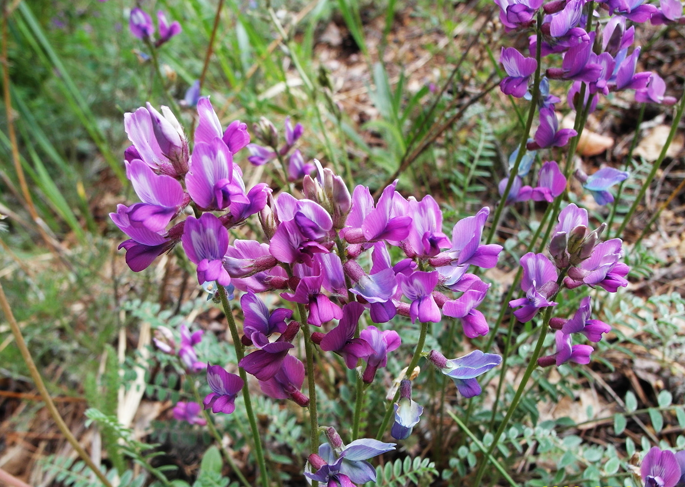 Изображение особи Oxytropis brevicaulis.