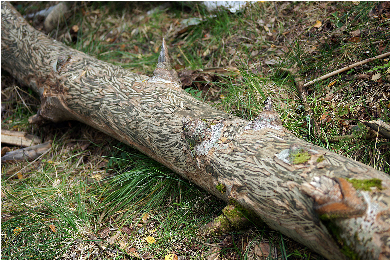 Image of Populus tremula specimen.