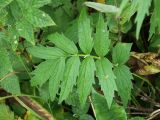 Valeriana sambucifolia. Лист. Мурманская обл., Кольский р-н, окр. с. Териберка, природный парк «Териберка», сев. побережье Секретарского оз., граница прибрежного ивняка и олуговелой вороничной приморской тундры. 04.08.2022.