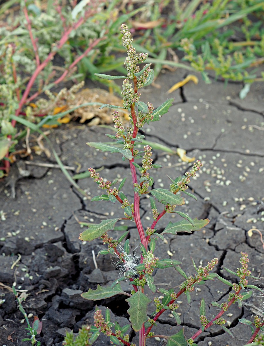 Изображение особи Oxybasis glauca.