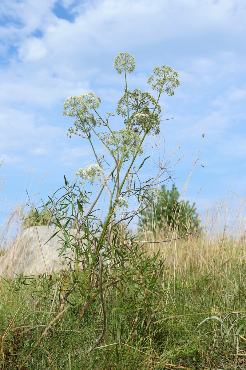 Image of Cenolophium fischeri specimen.