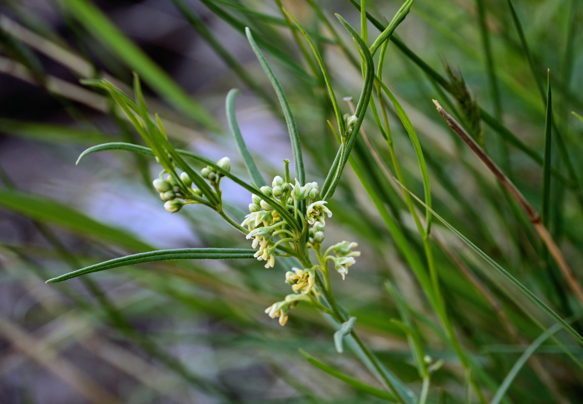 Image of Vincetoxicum sibiricum specimen.