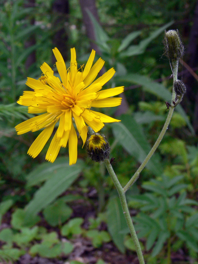 Изображение особи род Hieracium.