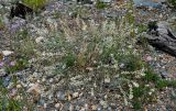 Astragalus puberulus