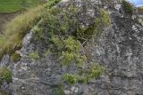 Juniperus oblonga