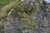 Juniperus oblonga. Вегетирующее растение. Республика Ингушетия, Джейрахский р-н, окр. альплагеря \"Кязи\", выс. 1980 м н.у.м, на камне. 23 июля 2022 г.