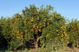 Citrus reticulata