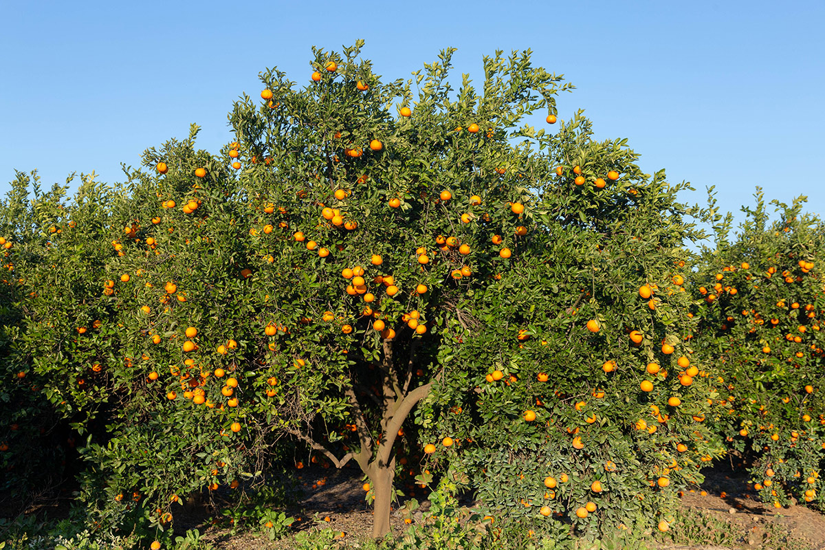 Изображение особи Citrus reticulata.