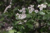 Crataegus turkestanica