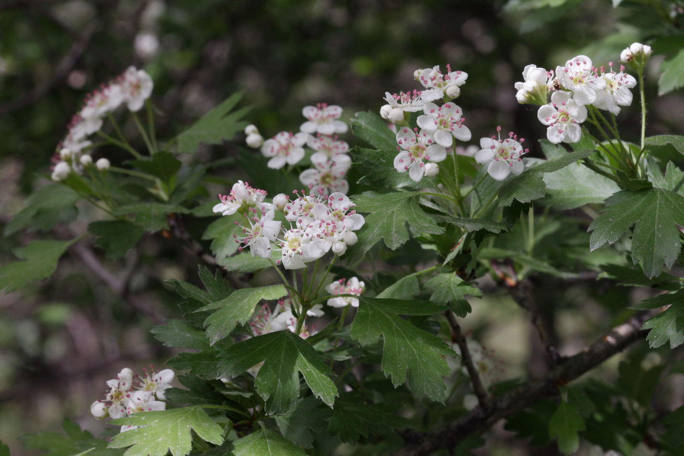 Image of Crataegus turkestanica specimen.