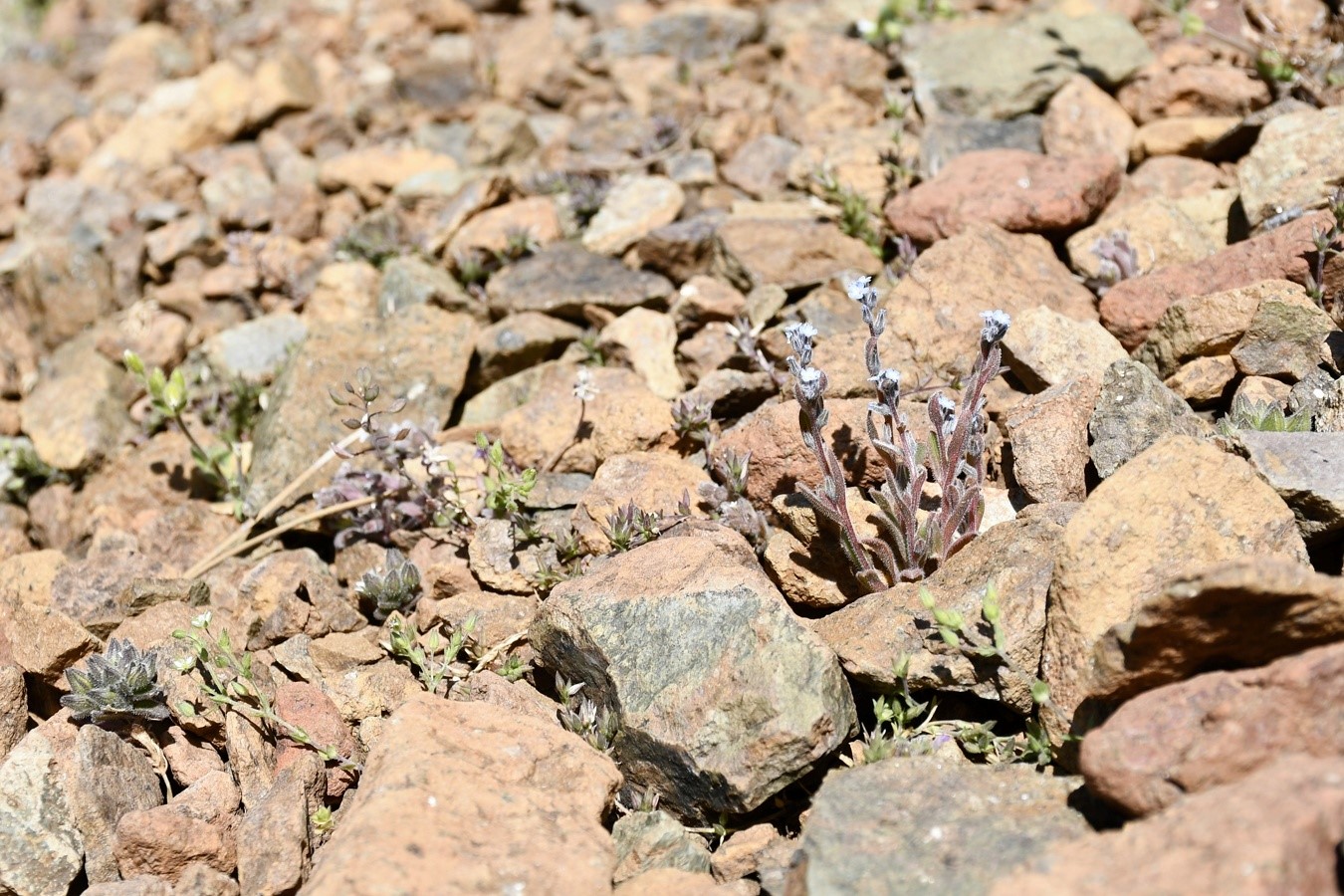 Изображение особи Myosotis minutiflora.