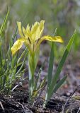 Iris humilis. Цветущее растение. Амурская обл., Архаринский р-н, окр. дер. Орловка, пойма р. Архара, сухой луг. 27.05.2023.