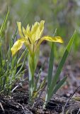 Iris humilis