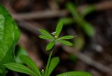 Galium aparine. Верхушка побега с цветком и бутоном. Дагестан, Магарамкентский р-н, Самурский лес, опушка широколиственного леса. 05.05.2022.