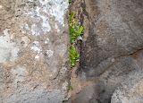 Asplenium decurrens. Спороносящее растение. Чили, обл. Valparaiso, провинция Isla de Pascua, северо-восточная часть острова, окр. бухты Ovahe, берег океана, скала. 13.03.2023.