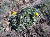 View full-size image Potentilla tephroleuca