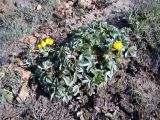 Potentilla tephroleuca