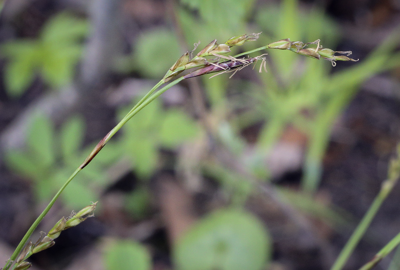 Image of Carex digitata specimen.