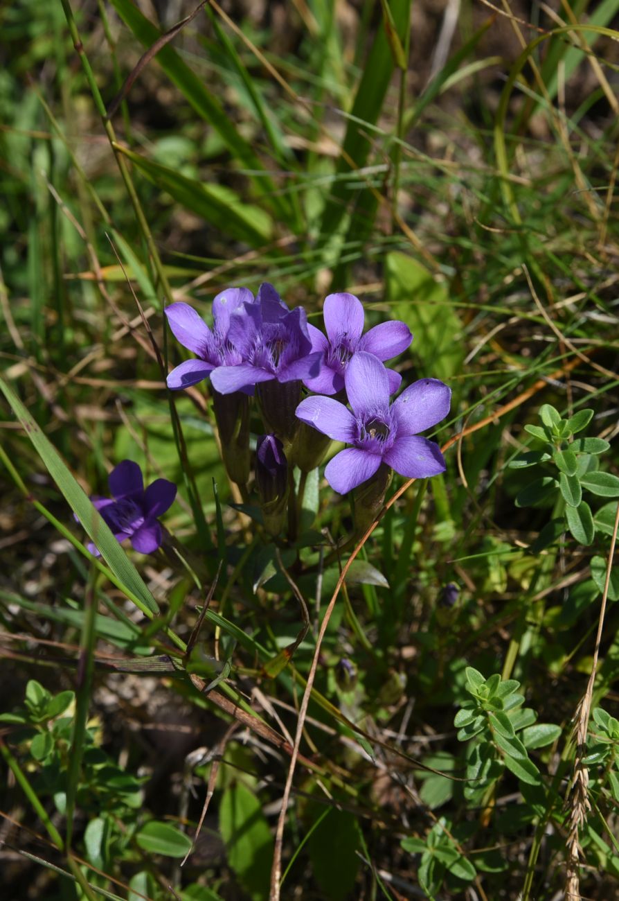 Изображение особи Gentianella biebersteinii.