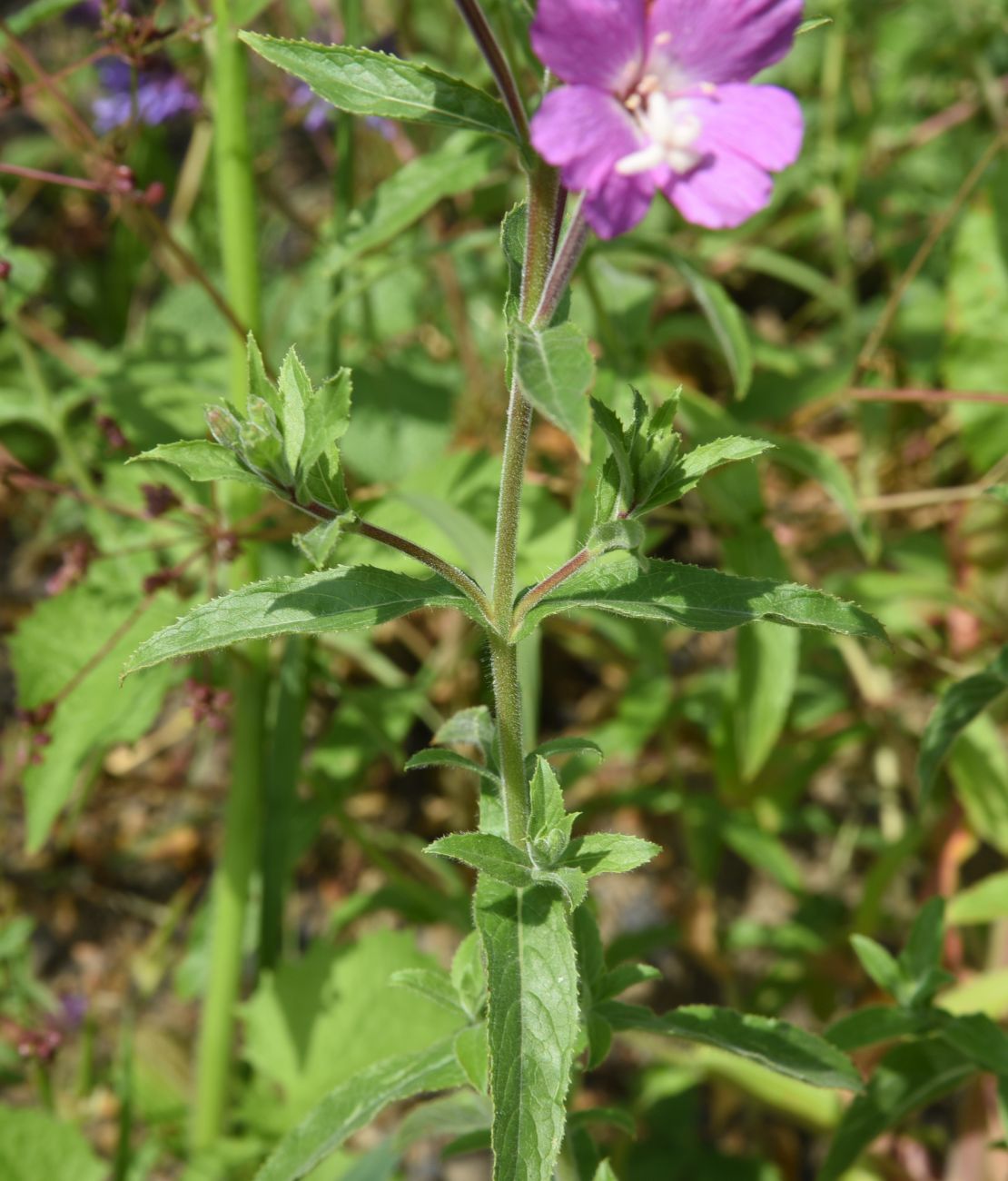 Image of Epilobium hirsutum specimen.