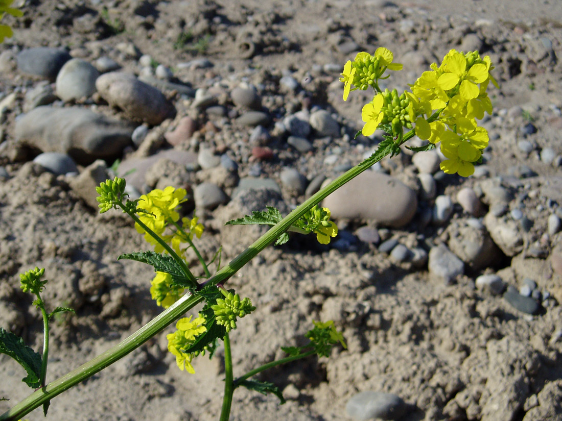 Image of Sinapis arvensis specimen.